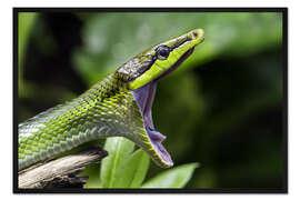 Gerahmter Kunstdruck Spitzkopfnatter