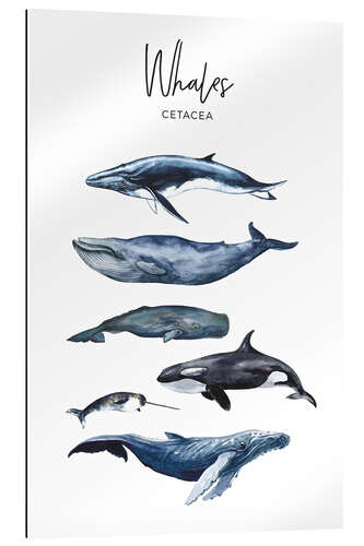 Gallery print Whales