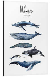 Magnettafel Wale