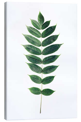 Canvas print Green leaf