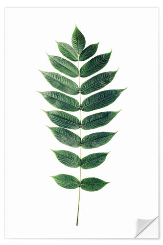 Wall sticker Green leaf