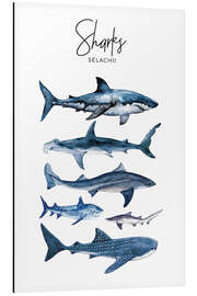 Magnettafel Haie