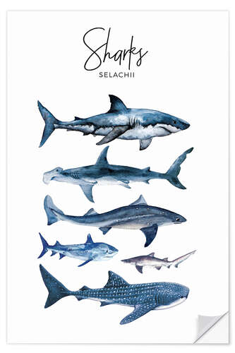 Wall sticker Sharks