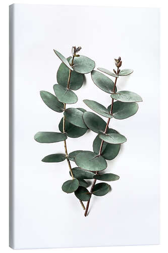 Canvas print Eucalyptus