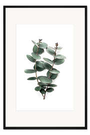 Gerahmter Kunstdruck Eukalyptus