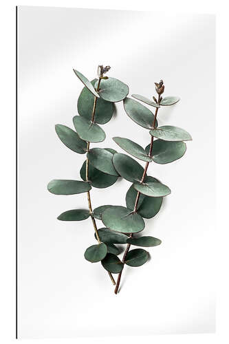 Galleriprint Eucalyptus