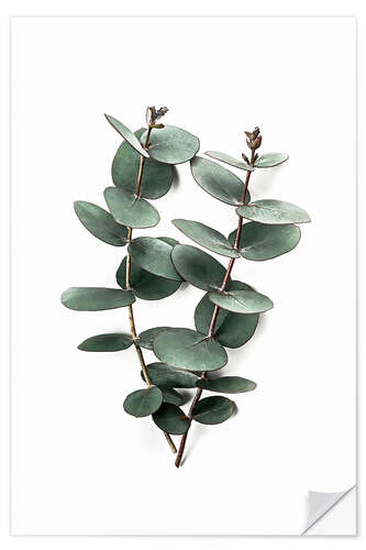 Selvklæbende plakat Eucalyptus