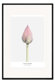 Gerahmter Kunstdruck Lotus