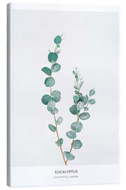 Canvas print Eucalyptus