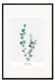 Gerahmter Kunstdruck Eukalyptus