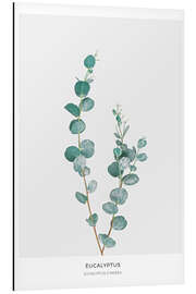 Magnettafel Eukalyptus