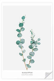 Selvklebende plakat Eucalyptus