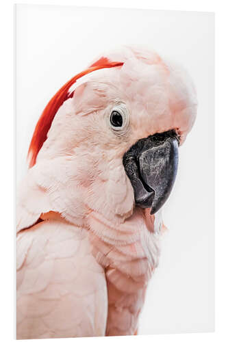 Quadro em PVC Cacatua rosa