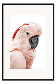Gerahmter Kunstdruck Rosa Kakadu