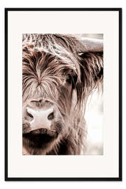 Gerahmter Kunstdruck Schottisches Rind