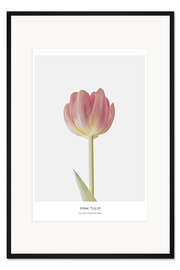 Gerahmter Kunstdruck Rosafarbene Tulpe