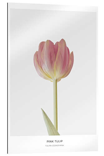 Gallery print Pink tulip