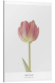 Magnettafel Rosafarbene Tulpe