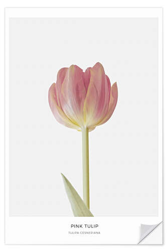 Sticker mural Tulipe rose