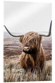 Akrylglastavla  Brown highland cattle - Art Couture