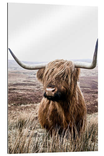 Galleritryck Brown highland cattle