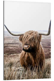 Magnettafel Braunes Hochlandrind