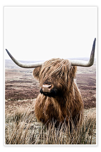 Poster Brown Highland Cattle