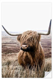 Naklejka na ścianę Brown highland cattle