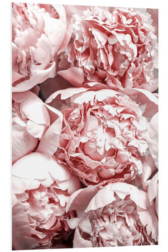 Foam board print Pink Peonies