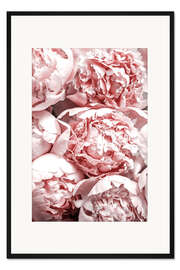 Gerahmter Kunstdruck Rosa Pfingstrosen