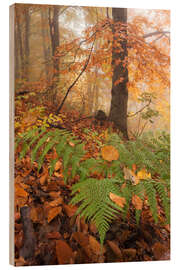 Wood print Forest in autumn