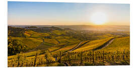 Foam board print Vineyards in the autumn