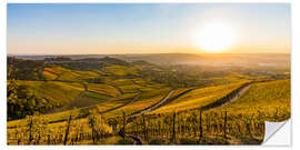 Självhäftande poster Vineyards in the autumn