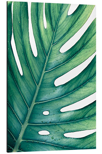 Alubild Grüne Monstera