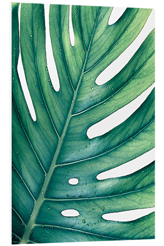 Foam board print Green Monstera