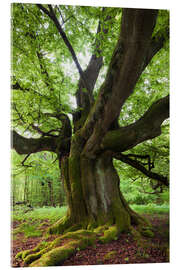 Acrylic print Mighty beech