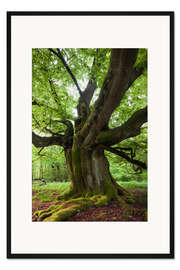 Gerahmter Kunstdruck Mächtige Buche