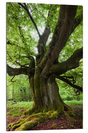 Gallery print Mighty beech