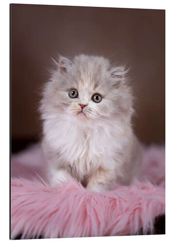 Aluminium print Fluffy cat baby