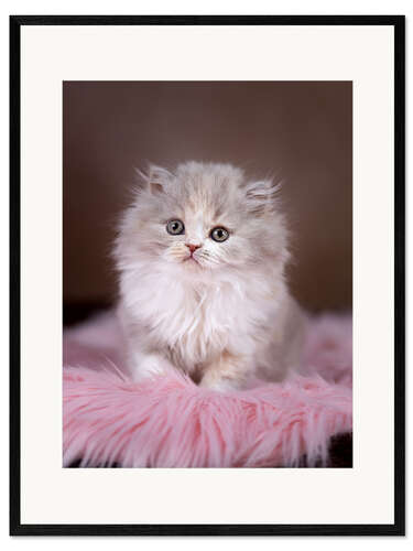 Framed art print Fluffy cat baby