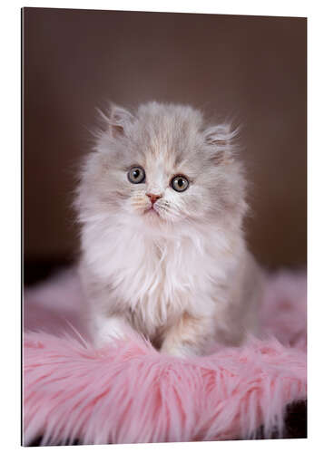 Galleriprint Fluffy cat baby