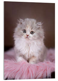 Gallery print Fluffy cat baby