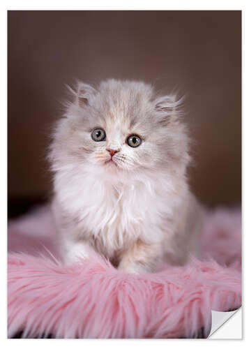 Selvklebende plakat Fluffy cat baby