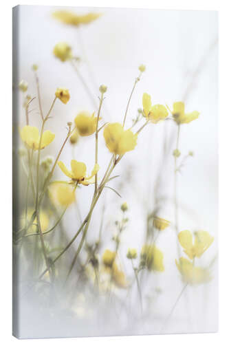 Lærredsbillede Delicate buttercups