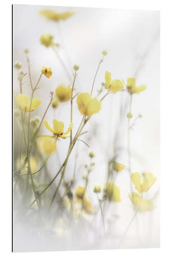 Galleritryk Delicate buttercups