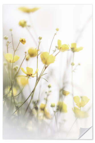 Naklejka na ścianę Delicate buttercups