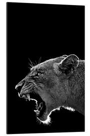 Gallery print Roaring lioness