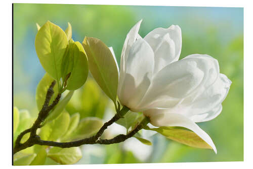 Alubild Weiße Magnolienblüte im Fühling