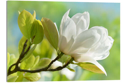 Gallery print White magnolia blossom in spring