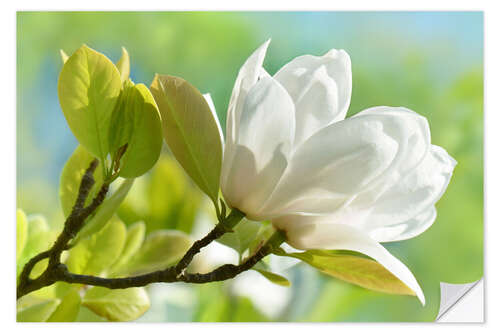 Selvklæbende plakat White magnolia blossom in spring